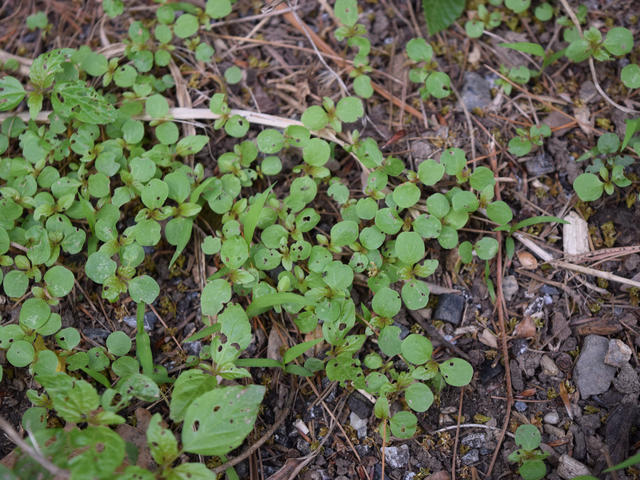 many tiny plant seedlings sprouting in exposed soil with gravel and some pine needles