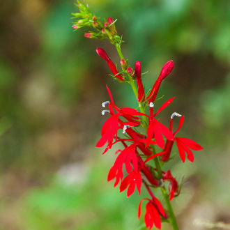 Cardinal Flower