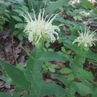 Yellow-flower Beebalm