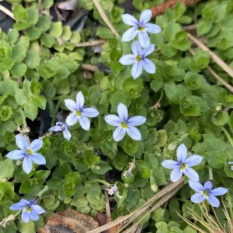 Blue Star Creeper