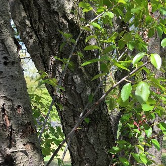 Black Cherry (Prunus serotina) 