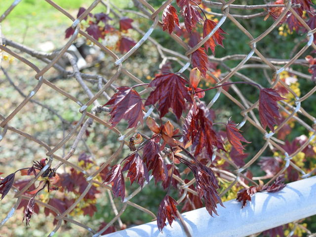 maple tree leafing out through a chain-linked fence, young leaves deep burgundy-red and wrinkled