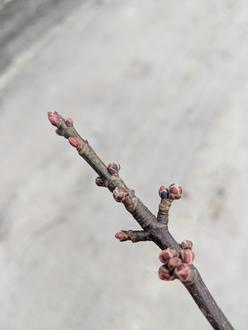 gray twig showing very stout, nearly globe-shaped, reddish buds with visible bud scales