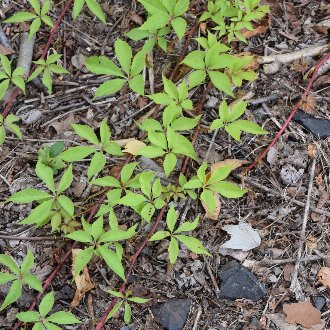 Virginia Creeper