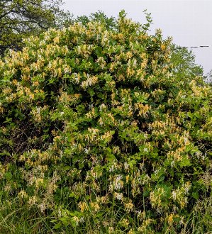 a dense thicket of Japanese honeysuckle with little else growing in it