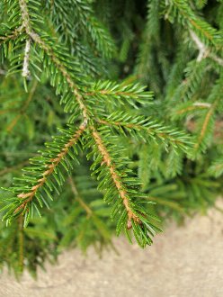 Branching foliage of a spruce tree showing very short, bright green needles, light brown, fuzzy twigs, and brown buds