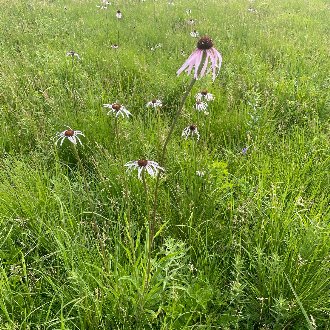 thumbnail of Pale Purple Coneflower