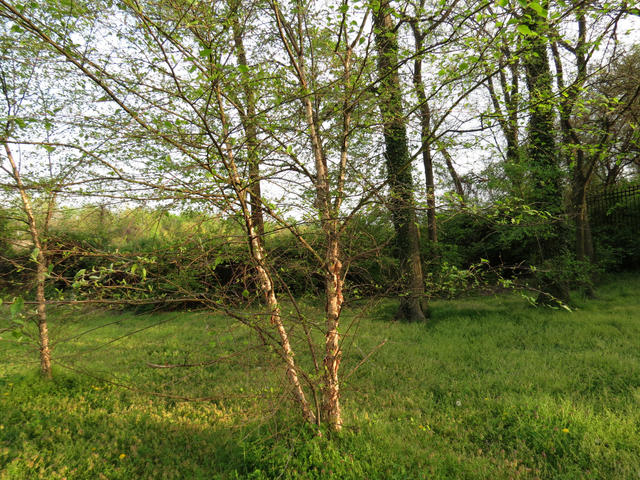 tree with two narrow trunks with pinkish, peeling bark, growing in a meadow with short grass