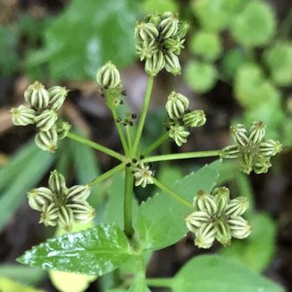 thumbnail of Meadow Parsnip