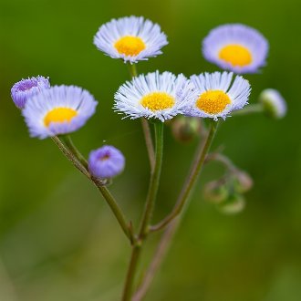 Oakleaf Fleabane