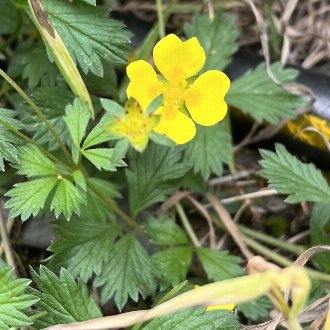 English Cinquefoil
