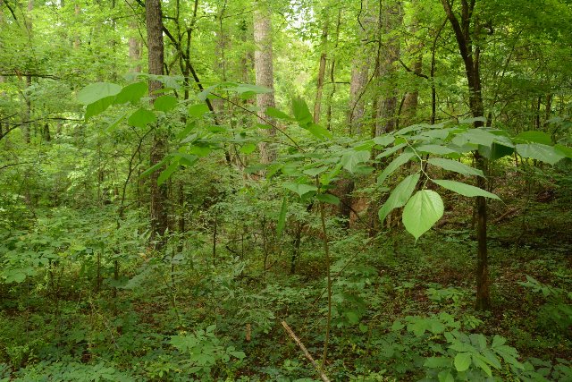 a young red mulberry sapling growing in a lush bottomland forest