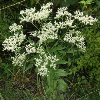 thumbnail of Late Boneset