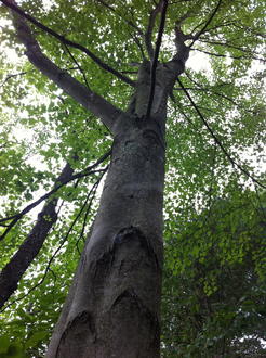 view looking up a smooth, gray tree trunk, variable-sized branches, many small leaves and letting a lot of light through