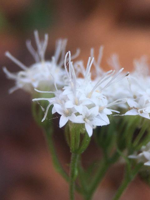 closeup of flowerheads, each with many 5-petaled white flowers and long flower parts projecting