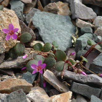 Ogilvie Mountain Springbeauty