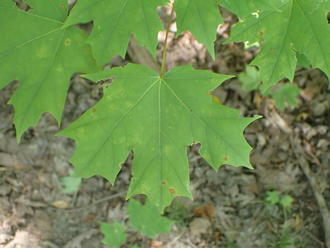 green maple leaf showing three large lobes widening towards the tip, two small lobes at the base
