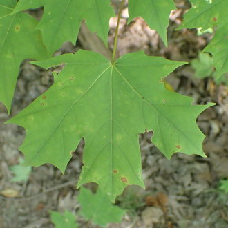 sugar maple tree leaf identification