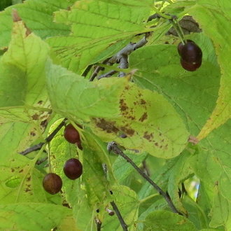 Common Hackberry