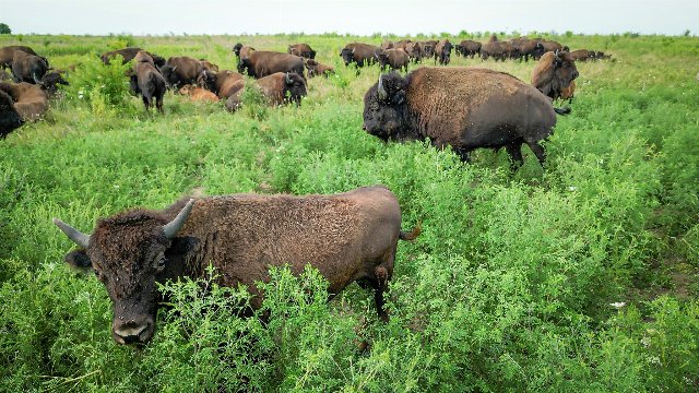 a herd of bison feeding in tallgrass prairie vegetation