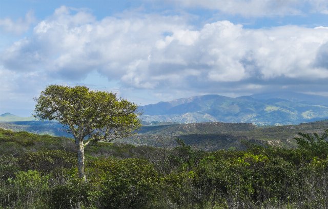 low, dense growth of shrubs and one isolated low tree, with hills and low mountains in the distance