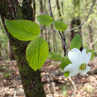 thumbnail of Flowering Dogwood