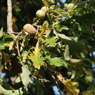 overcup oak leaf