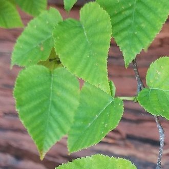 Mountain Paper Birch