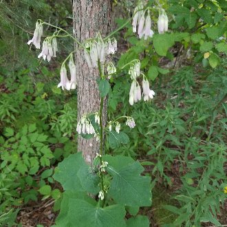 White Rattlesnakeroot