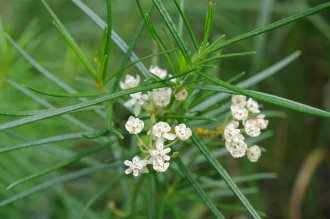a plant with long, very narrow leaves, and clusters of small white flowers