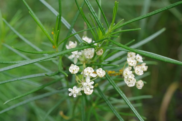 a plant with long, very narrow leaves, and clusters of small white flowers
