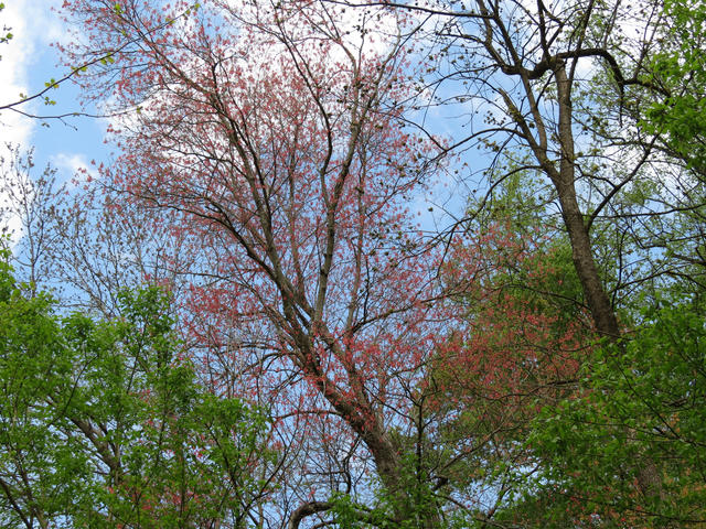 upwards view of a tree covered in intense red-colored buds, surrounded by some trees leafed out in green and some dormant