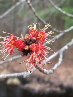 closeup of flower and buds at twig tip, deep red flowers with yellow centers, pale, round-tipped flower parts projecting
