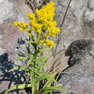Missouri goldenrod