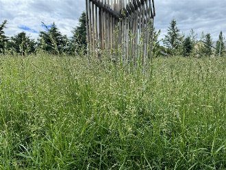 monoculture of a grass setting seed