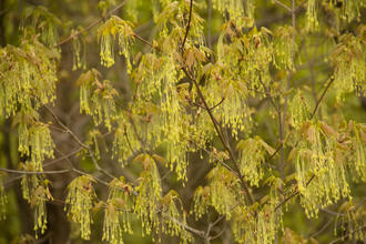 branching tree covered in strongly-drooping yellow-green flower clusters, also beginning to leaf out with tiny leaves