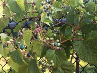 grape-like vine with pale green, magenta, and cyan fruit, on a chain-link fence