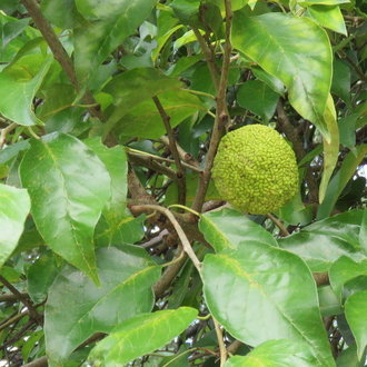 Osage-orange