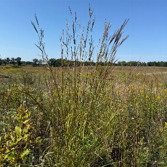Big Bluestem