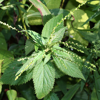 White Vervain