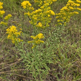 thumbnail of Gray Goldenrod