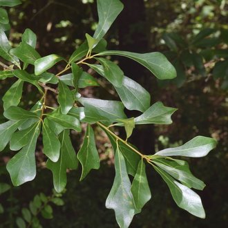 water oak tree leaves