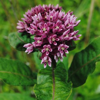 Purple Milkweed