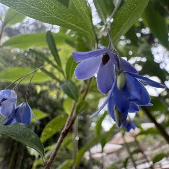 Bluebell Creeper