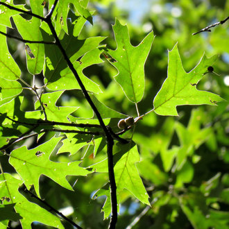 thumbnail of Southern Red Oak