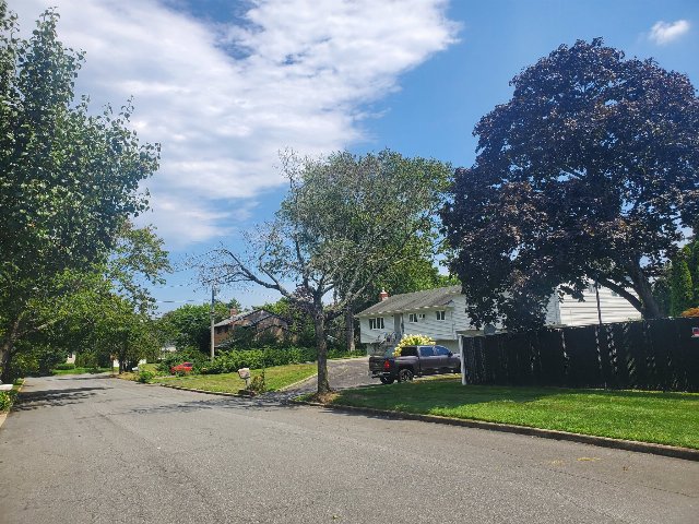 a street with a dead tree next to it, several other trees relatively short and sparse on leaves