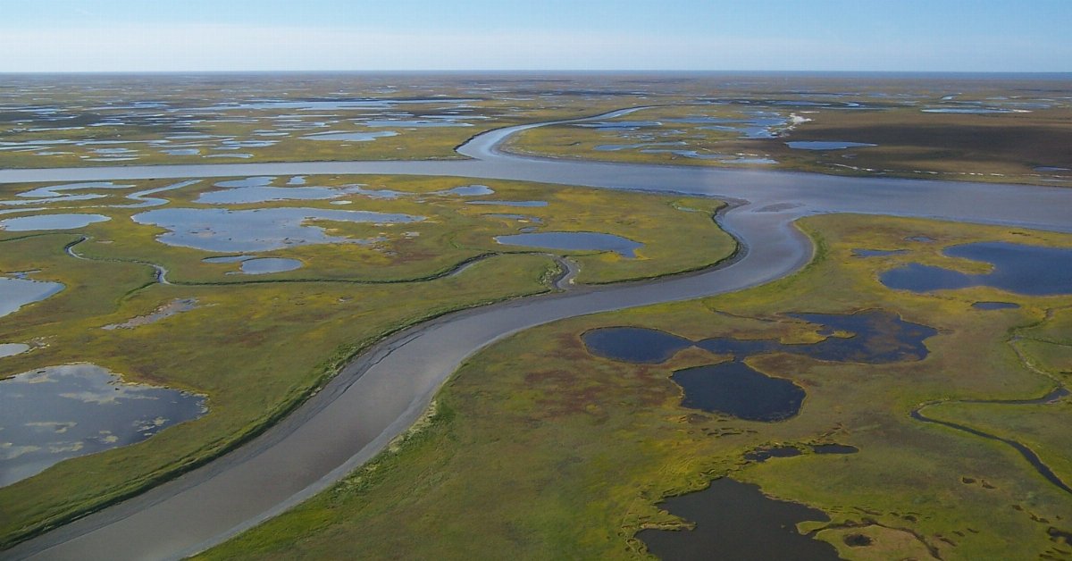 a flat yellow-green landscape with large branching bodies of water, slightly meandering, surrounded by numerous small ponds