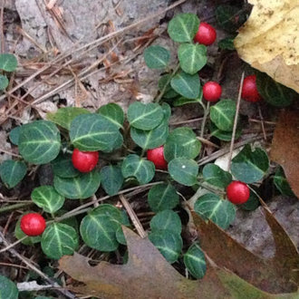 Partridgeberry