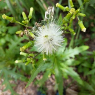 American Burnweed