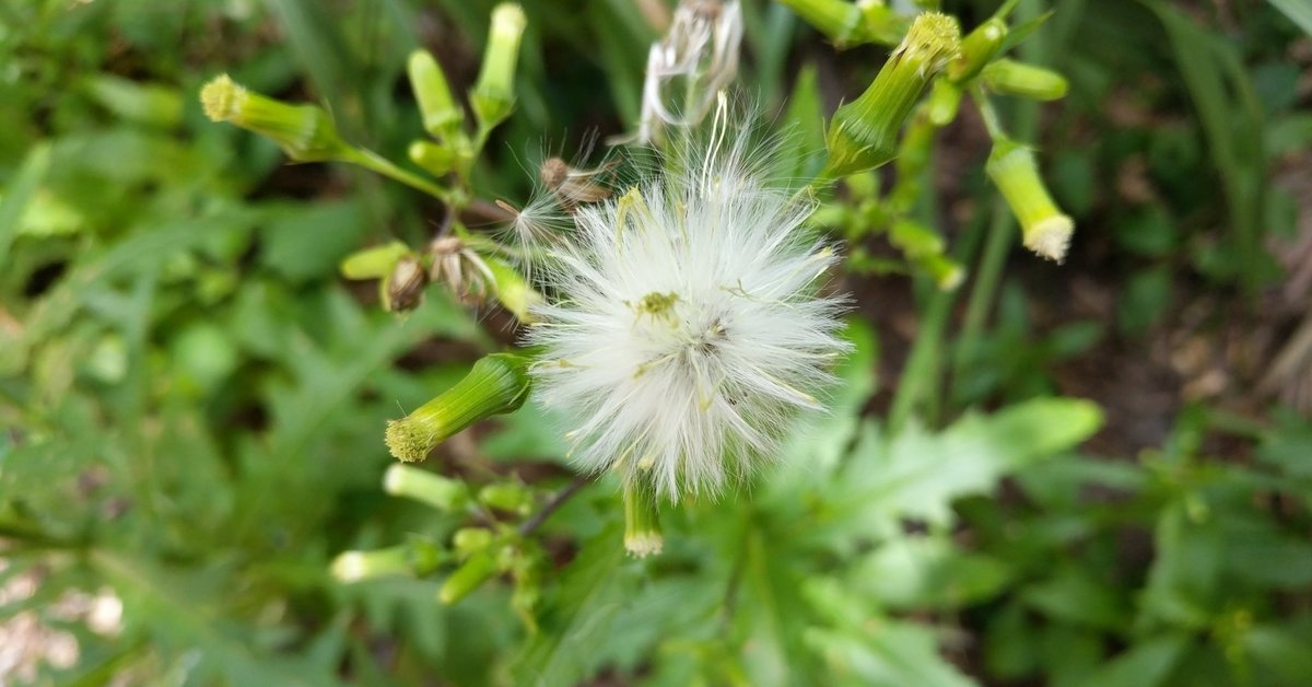 A Database Of Plant Ecology - Bplant.org